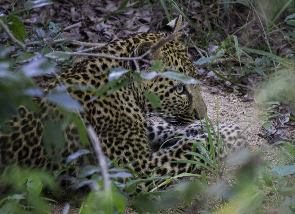 Warthog Wallows Cub Warthog Wallows Cub