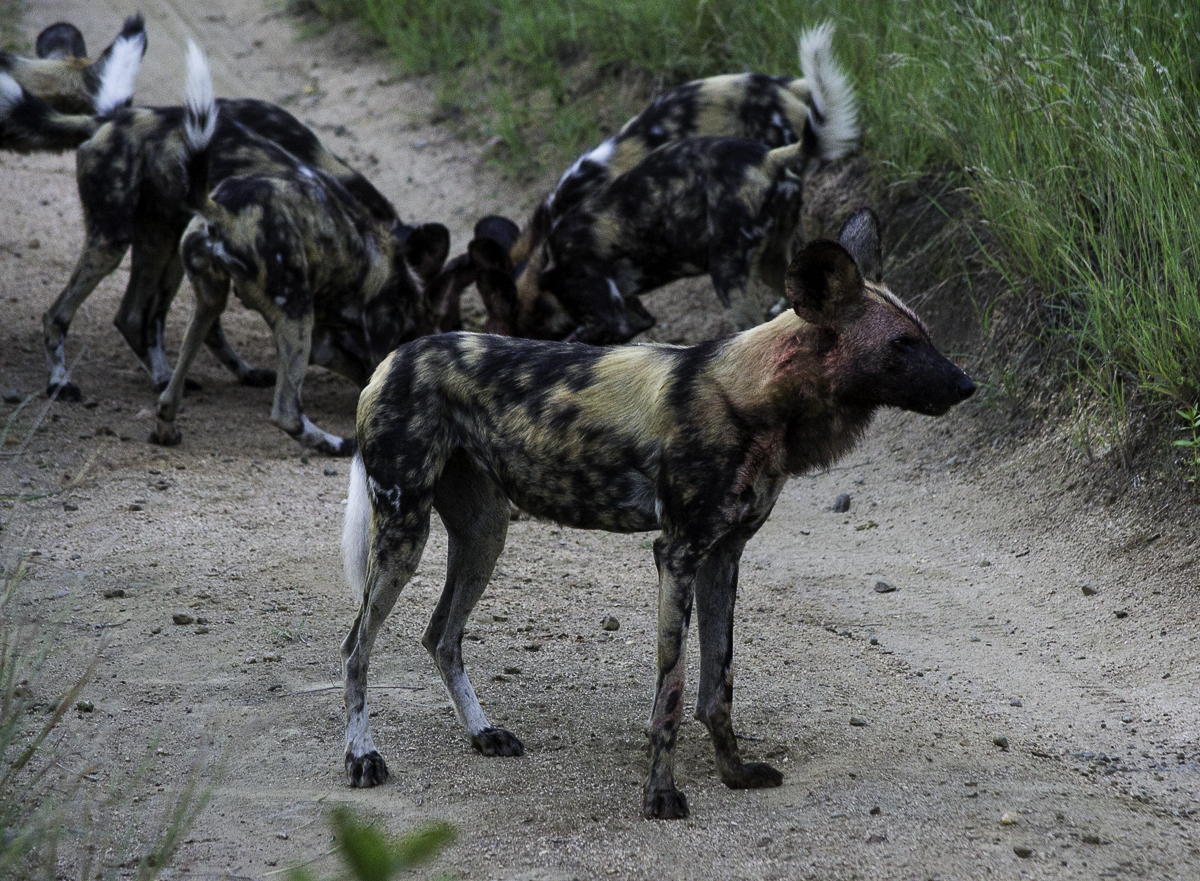 Wild Dog Kill Wild Dog Kill