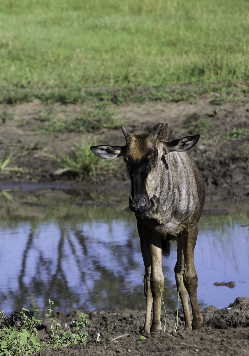 Wildebeest 7 Wildebeest 7
