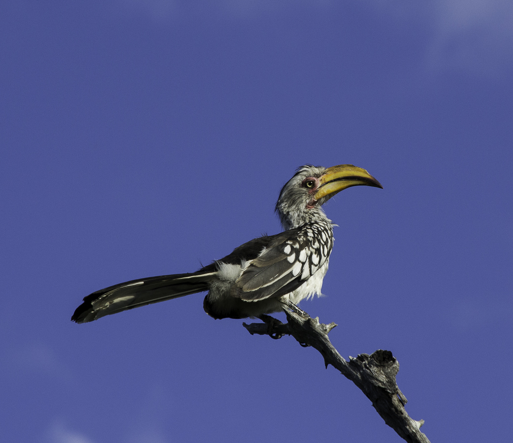 Yellow Billed Hornbill Yellow Billed Hornbill