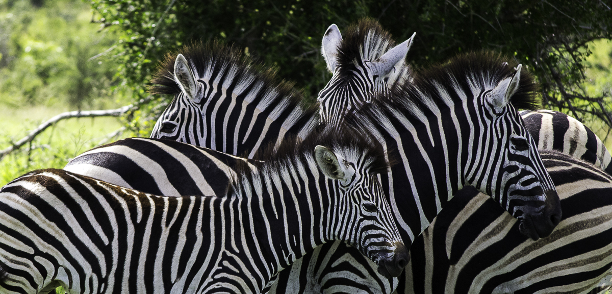 Zebras 1 Zebras 1