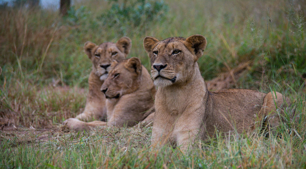 Lioness 3 1 Of 1 Lioness 3 1 Of 1