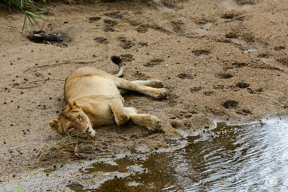 Lioness Craig Lioness Craig