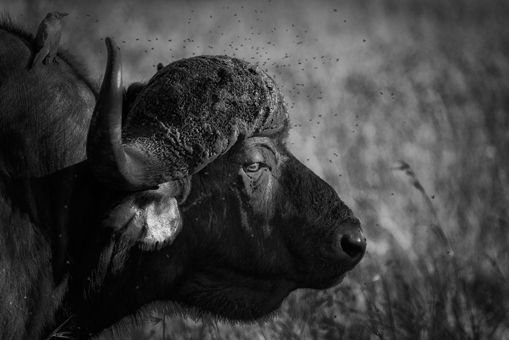 Buffalo Bull Buffalo Bull