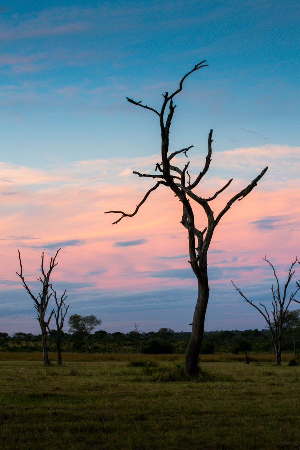 Dead Tree Dead Tree