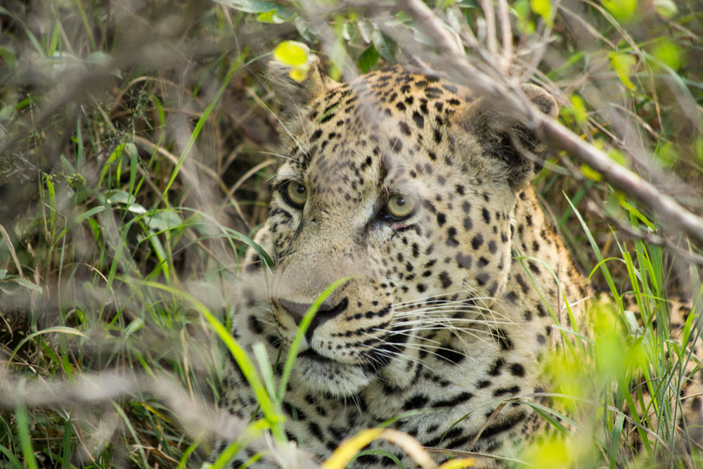 Mahlathini Mahlathini