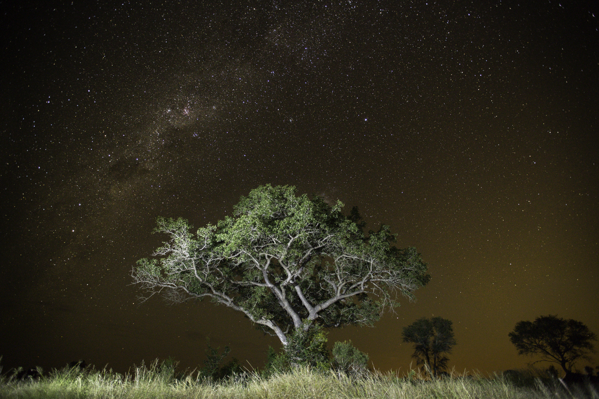 Stary Night Aardvark Stary Night Aardvark