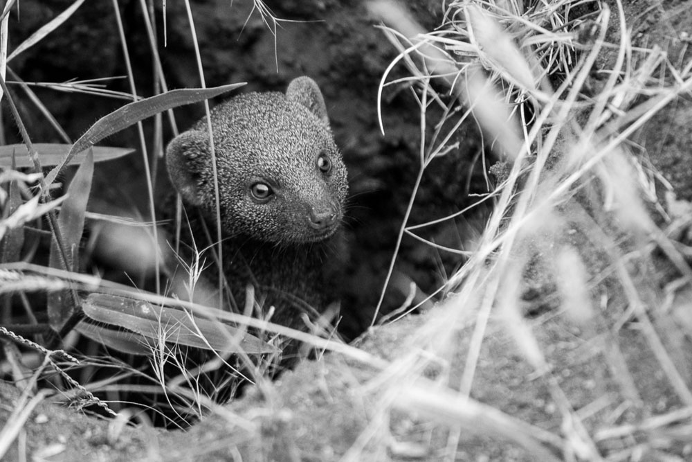 Dwarf Mongoose BW Dwarf Mongoose BW
