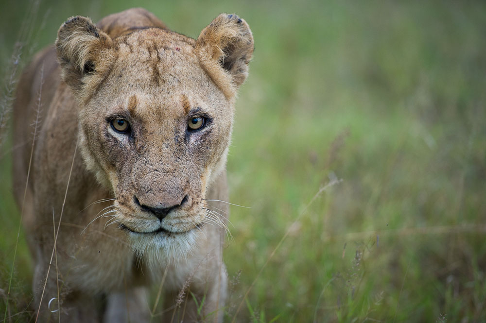 Lion Kill 4 Lion Kill 4