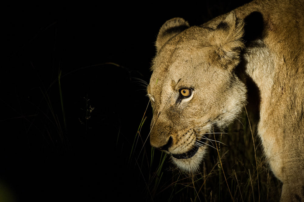 Lion Kill 5 Lion Kill 5
