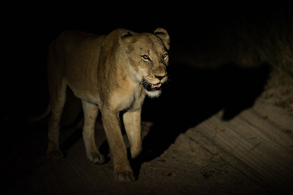 Lion Kill 6 Lion Kill 6
