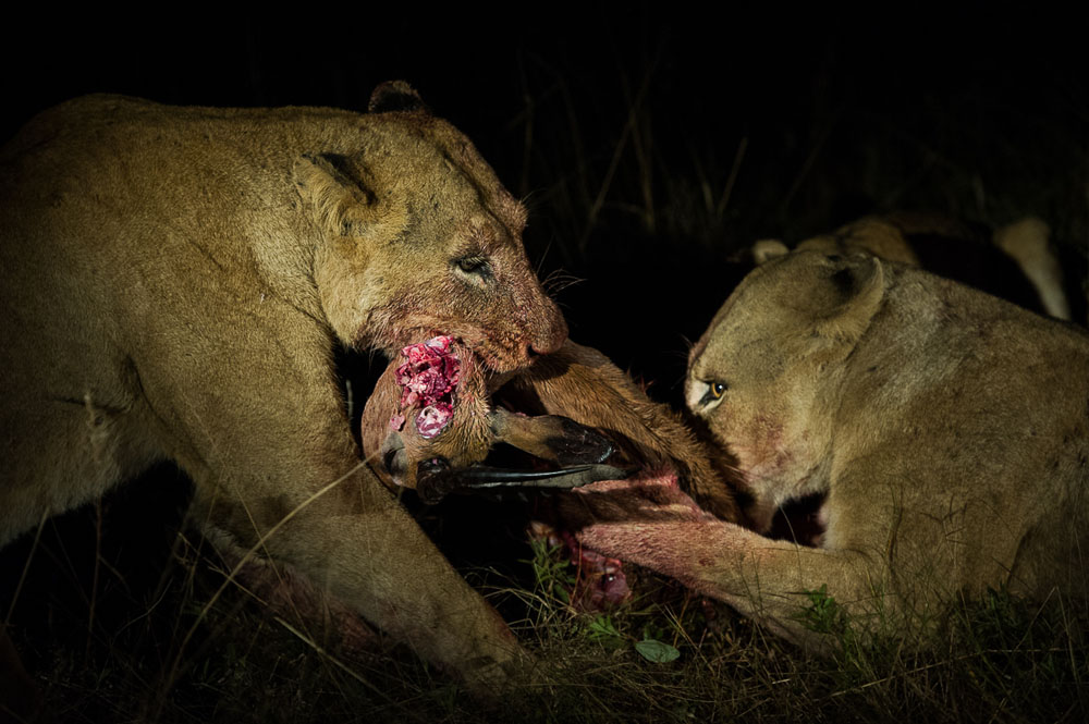 Lion Kill 7 Lion Kill 7