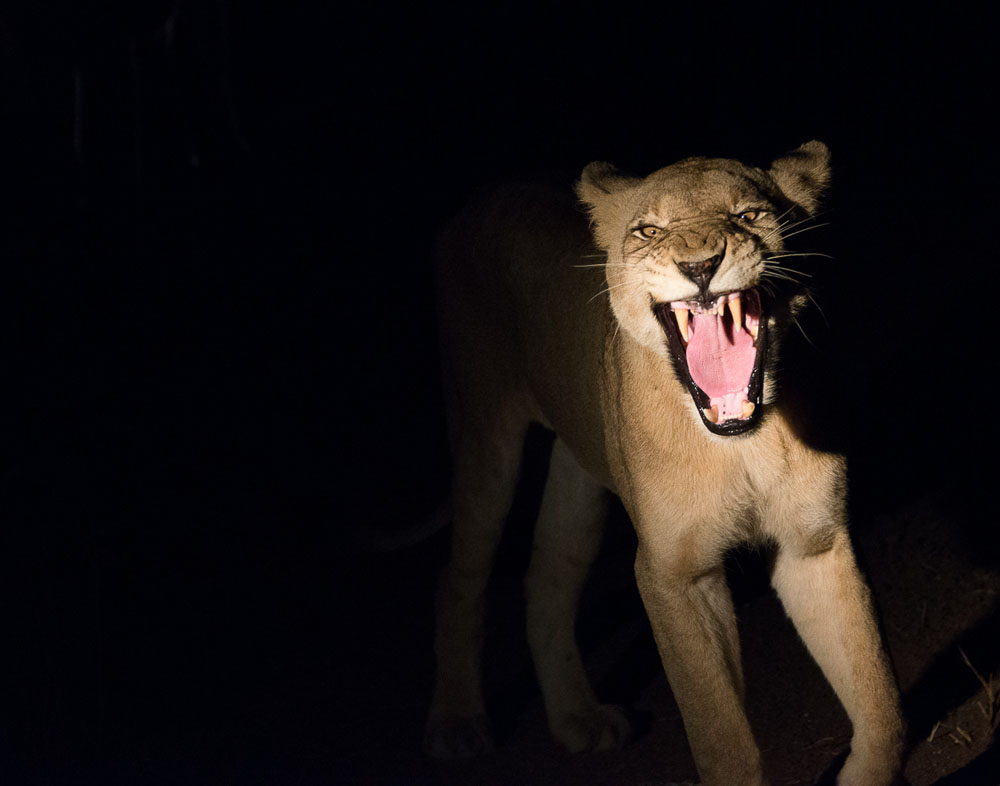 Southern Pride 4 Southern Pride 4