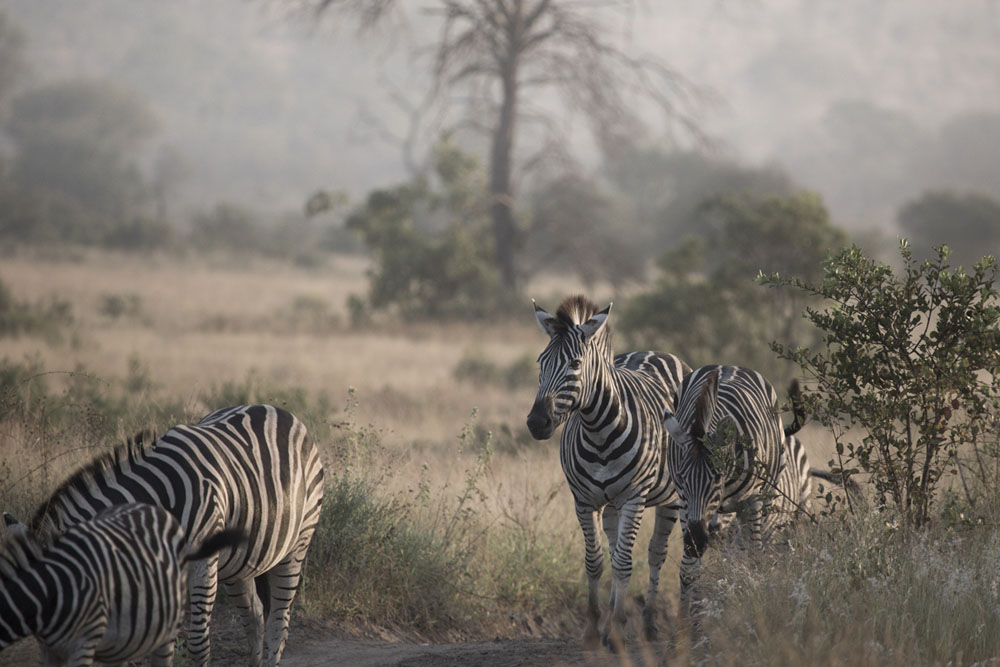 Zebra Morning Zebra Morning