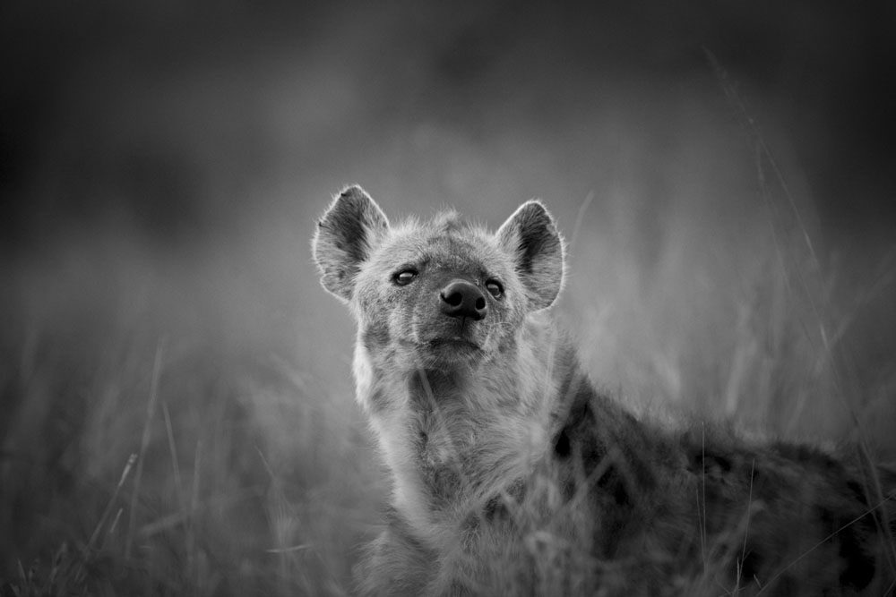 Hyena Hyena