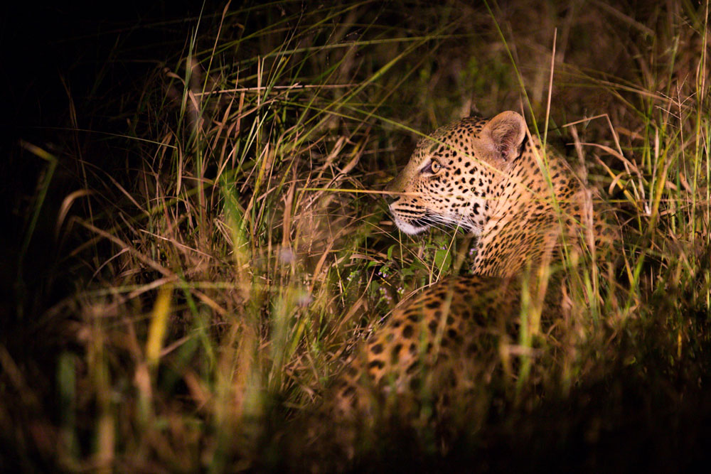 Leopard Pravir Leopard Pravir