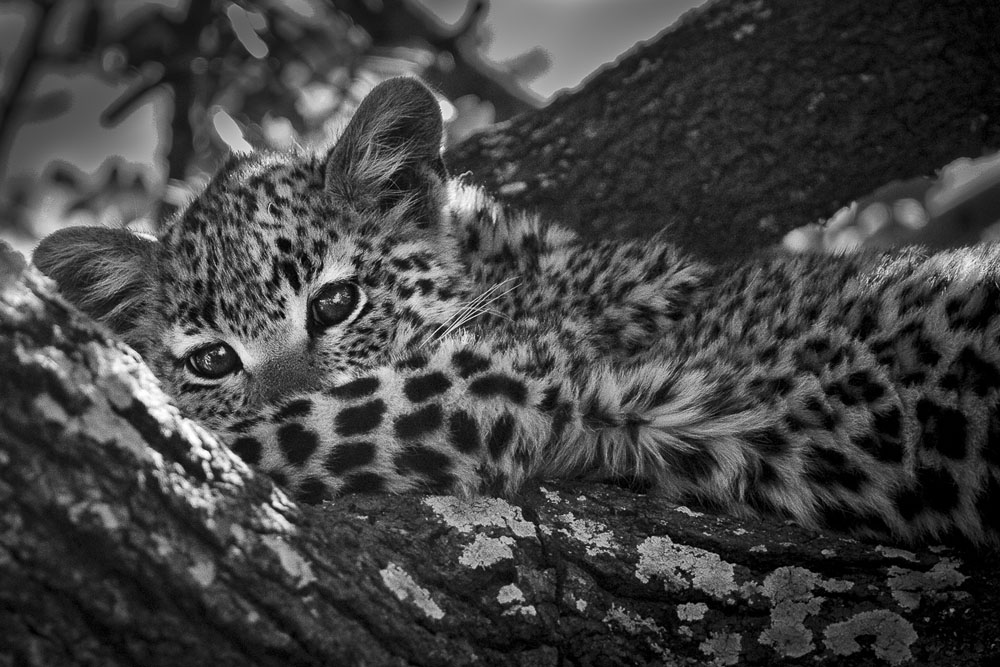 Cub Sleep Cub Sleep