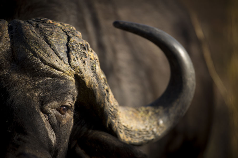 Buffalo Buffalo