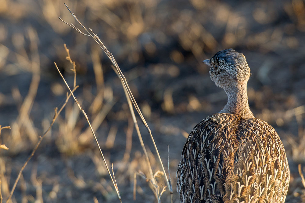 Black Bellied Bustard Black Bellied Bustard