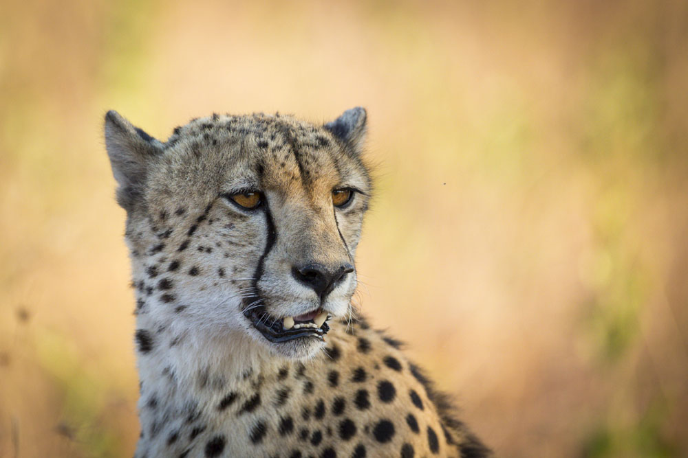 Cheetah Lance Cheetah Lance