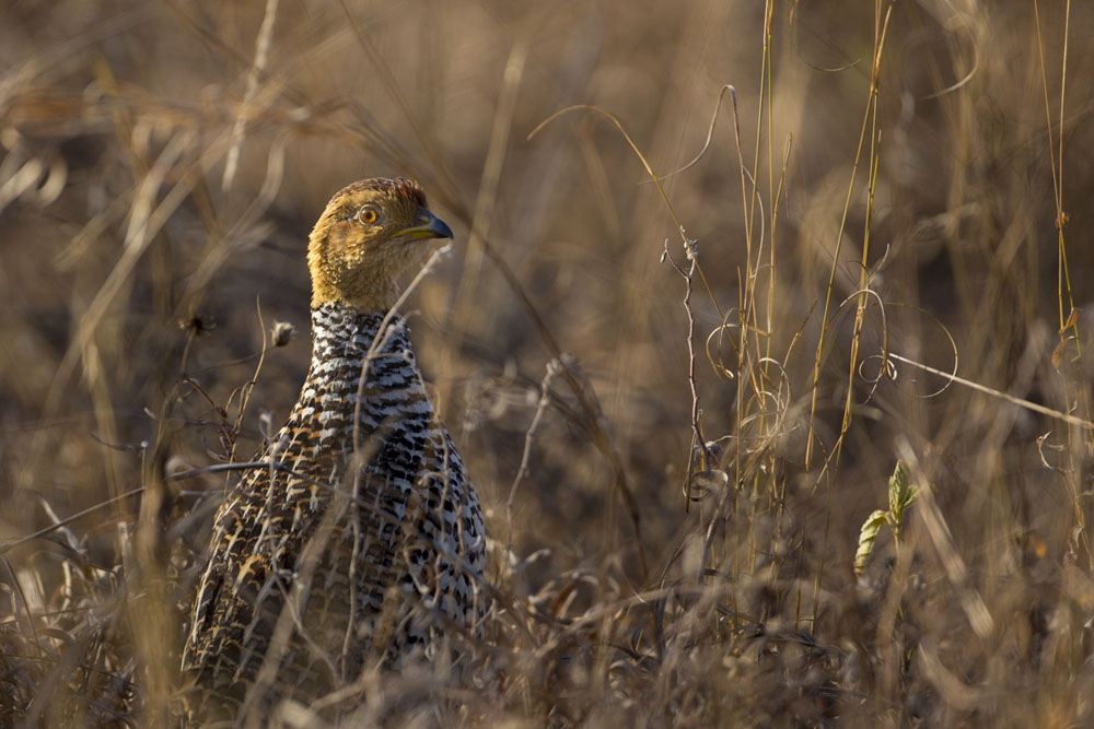 Coqui Francolin Lance Coqui Francolin Lance