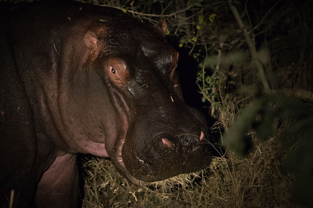 Hippo Night Hippo Night