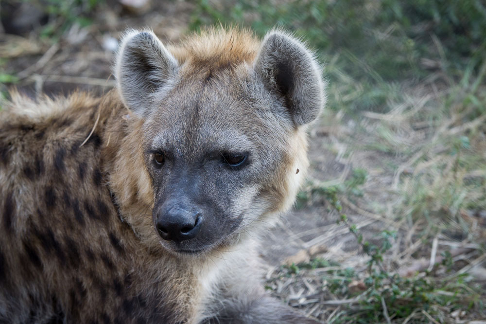 Hyena Hyena