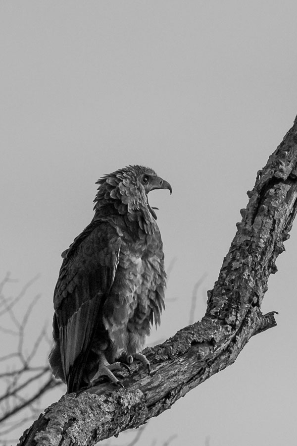 Juv. Bataleur BW Juv. Bataleur BW