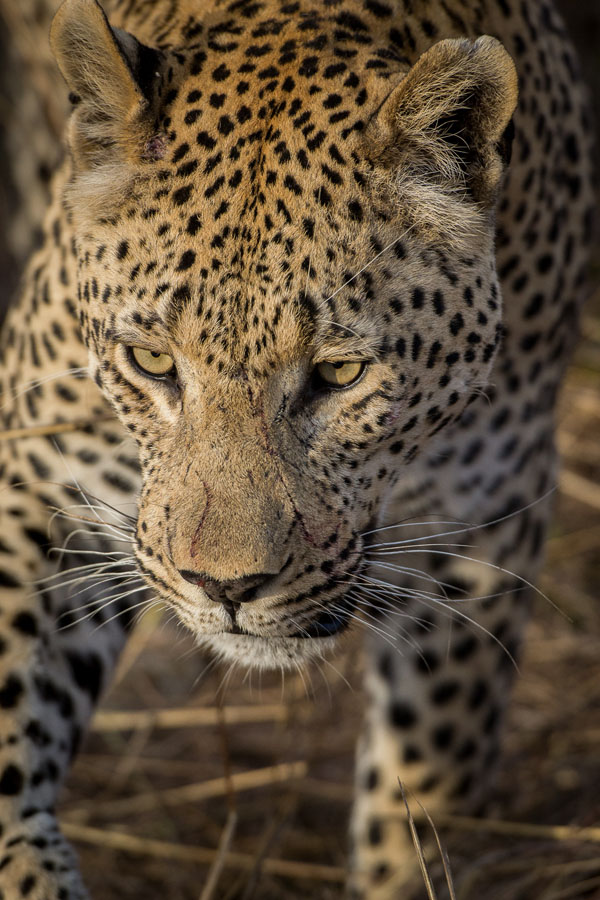Maxabeni Close Up1 Maxabeni Close Up1