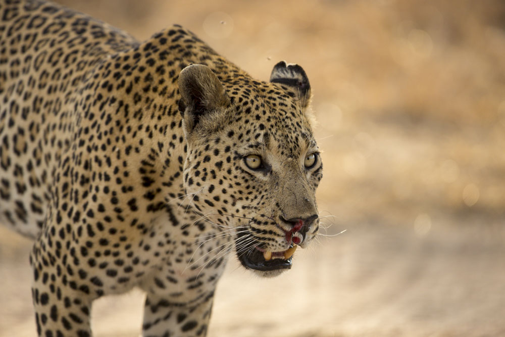 Maxabeni Lance Maxabeni Lance