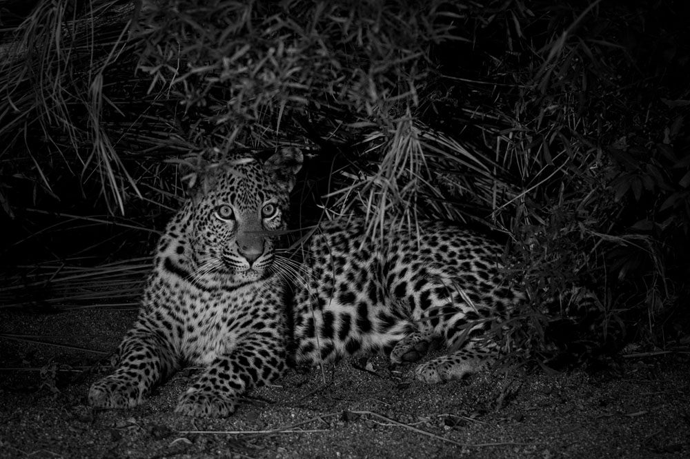Tortillis Male BW Tortillis Male BW