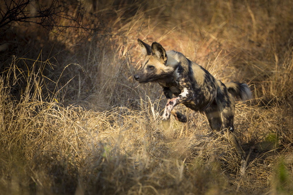 Wild Dog Lance Wild Dog Lance