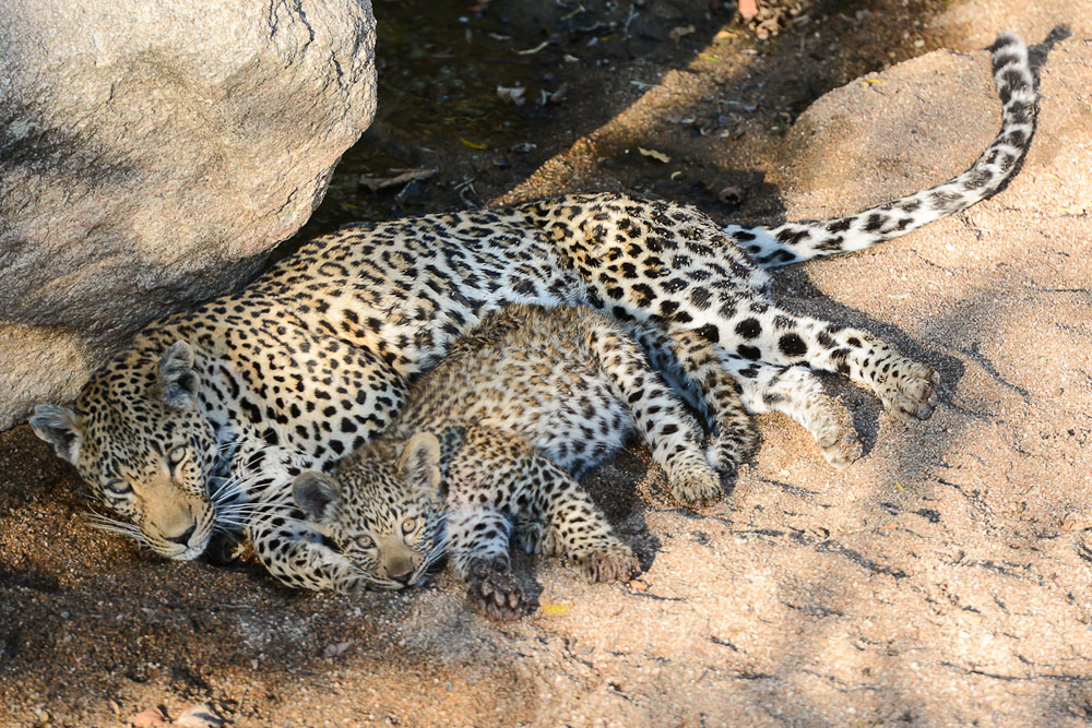 Notins Mantwaan Craig Notins Mantwaan Craig