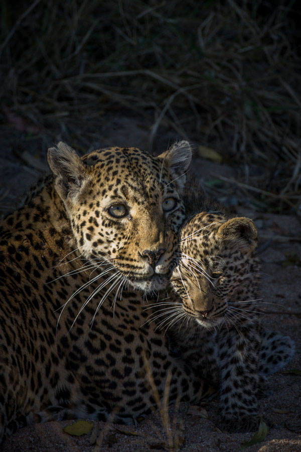Nottins Cub 10 Nottins Cub 10