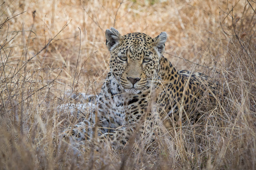 Nottins Cub 11 Nottins Cub 11