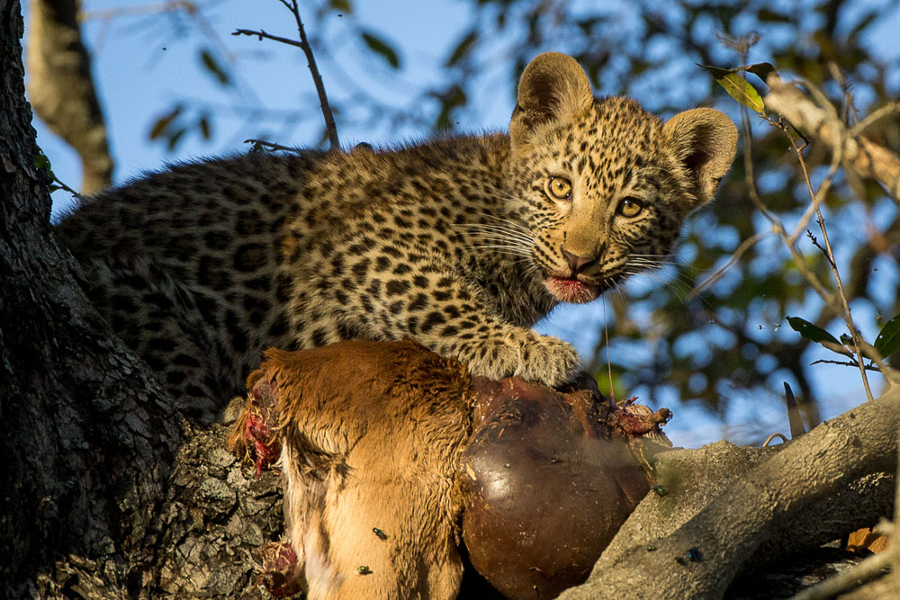 Nottins Cub 7 Nottins Cub 7