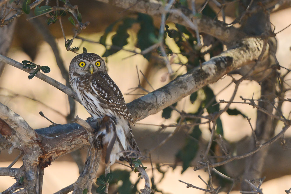 Owlet Craig Owlet Craig