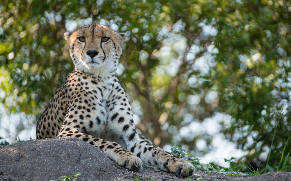 Cheetahxidulu.Terry Cheetahxidulu.Terry