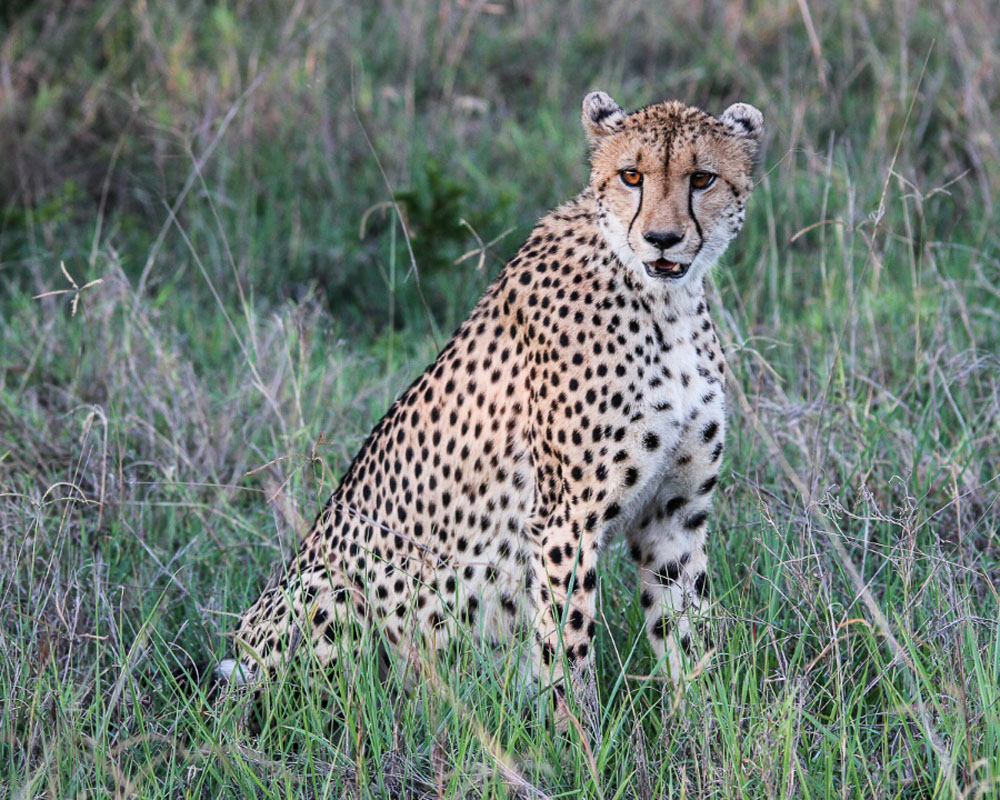 Fransois Rosslee Cheetah1 1 Of 1 Resized Fransois Rosslee Cheetah1 1 Of 1 Resized