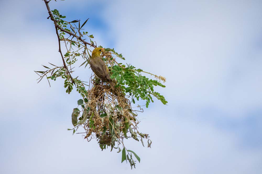 Mike Palmer Red Headed Weaver Mike Palmer Red Headed Weaver