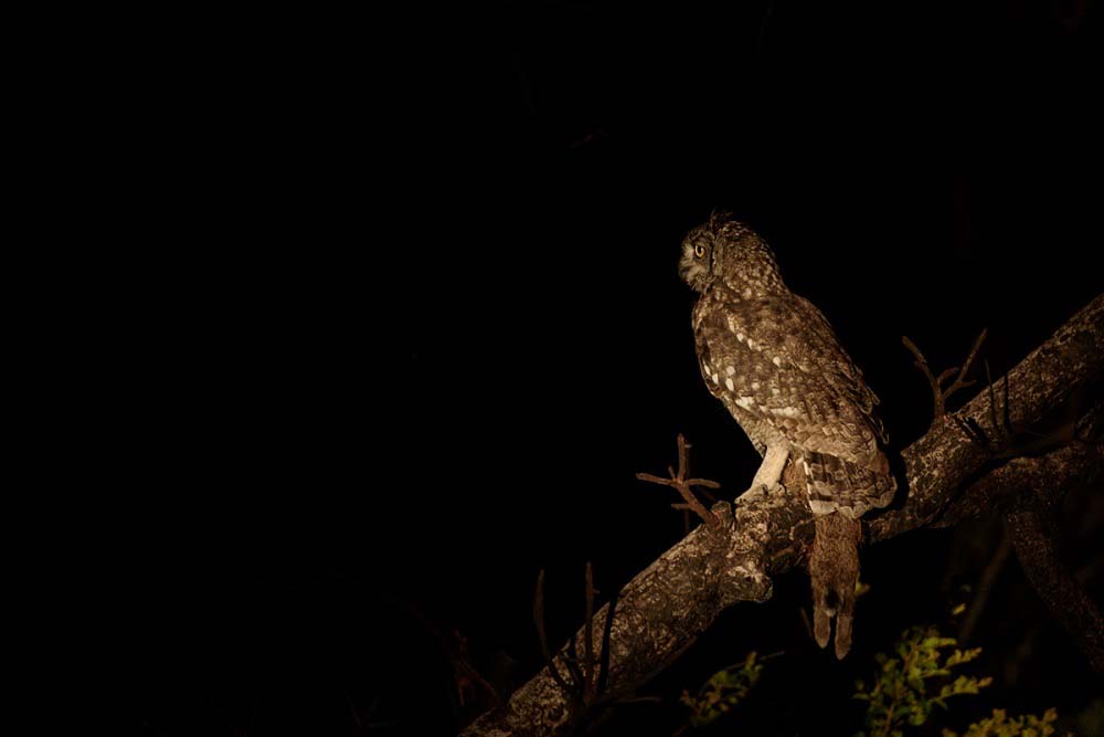 Mike Palmer Spotted Owl 1 Mike Palmer Spotted Owl 1