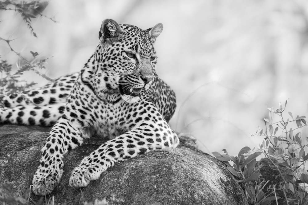 Kelenge 03 Kelenge 03