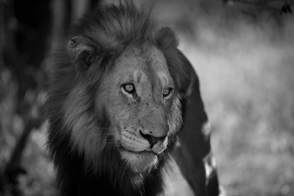 Lance Monochrome Monday 31 Lance Monochrome Monday 31
