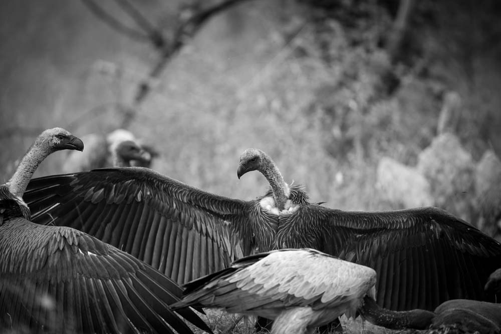 Lance Monochrome Monday 41 Lance Monochrome Monday 41