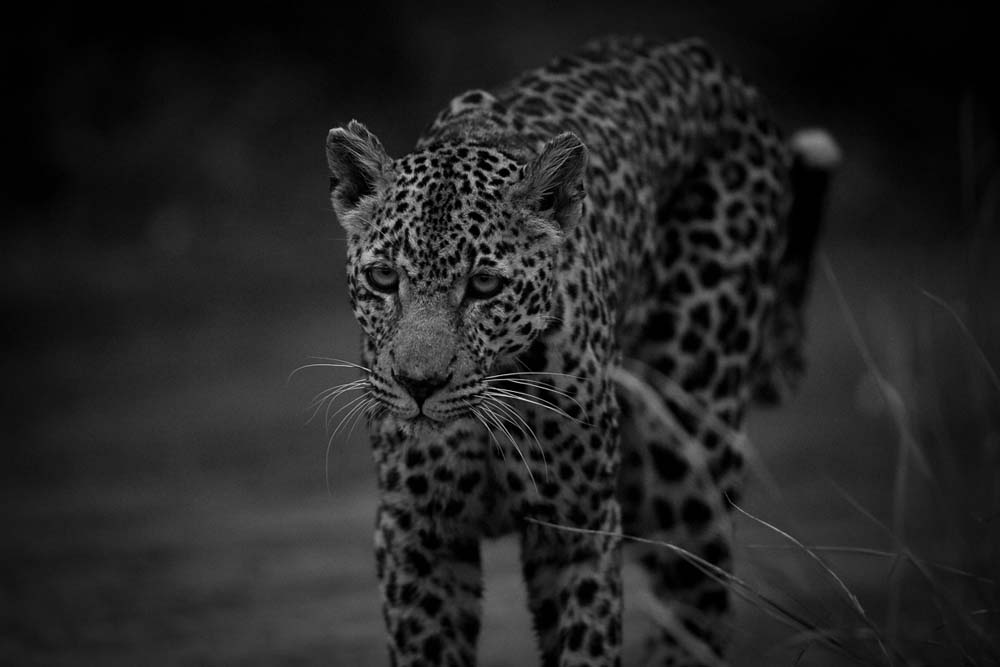 Lance Monochrome Monday 51 Lance Monochrome Monday 51