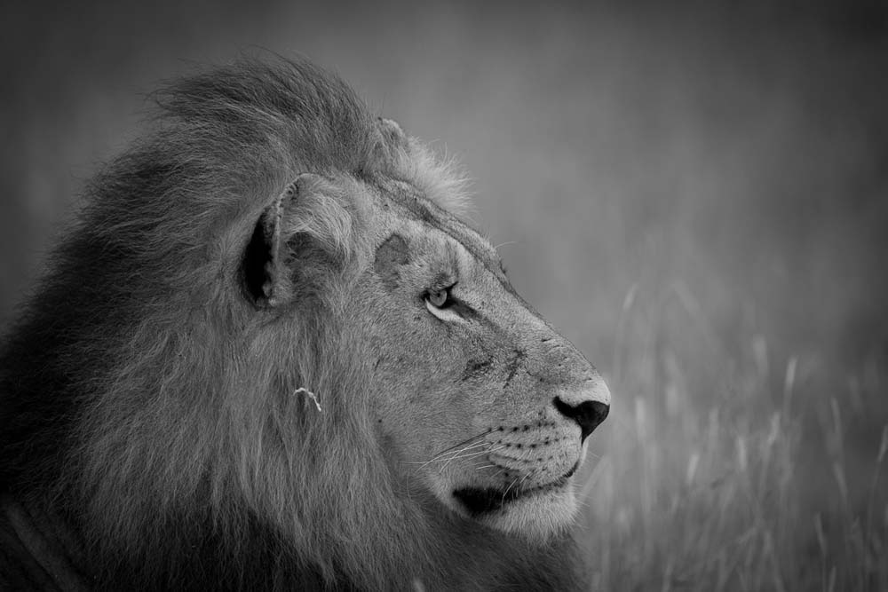 Lance Monochrome Monday 61 Lance Monochrome Monday 61