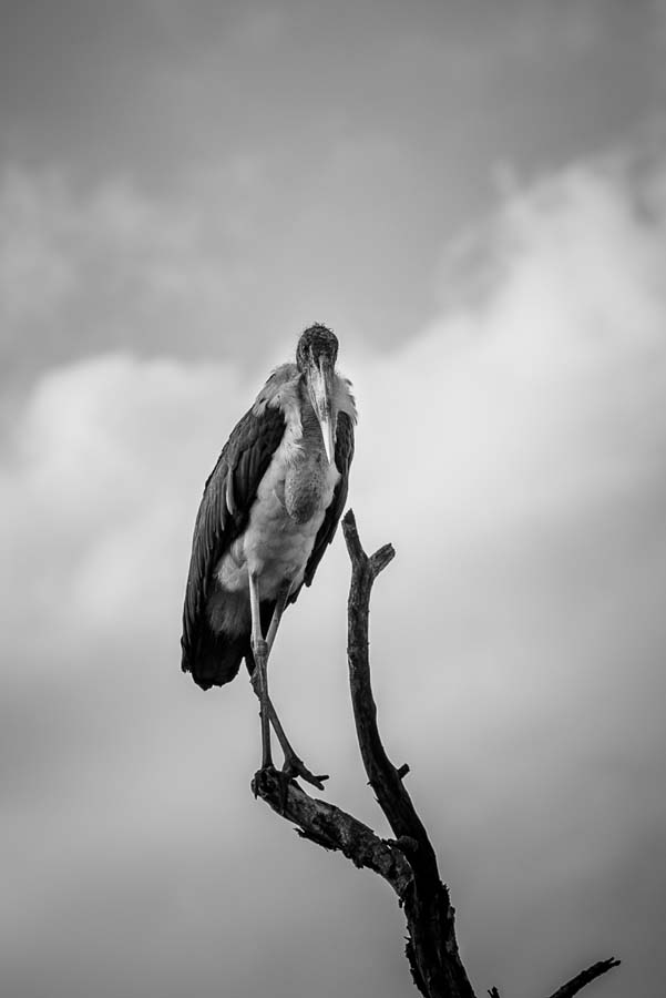 Mike Palmer Marabou BW Mike Palmer Marabou BW