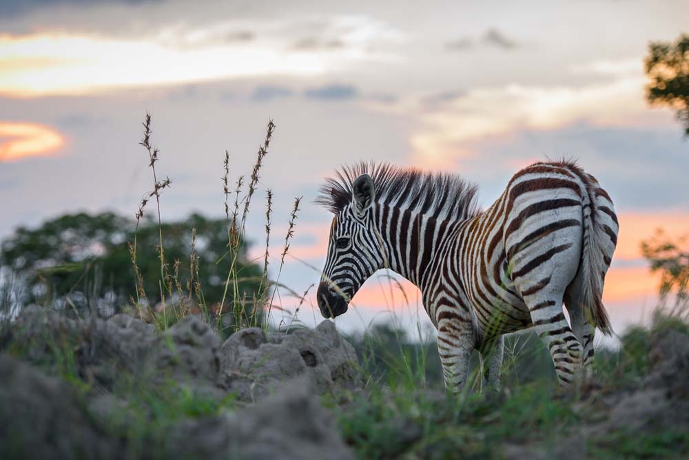 Mike Palmer Zeb Foal Sunset Mike Palmer Zeb Foal Sunset