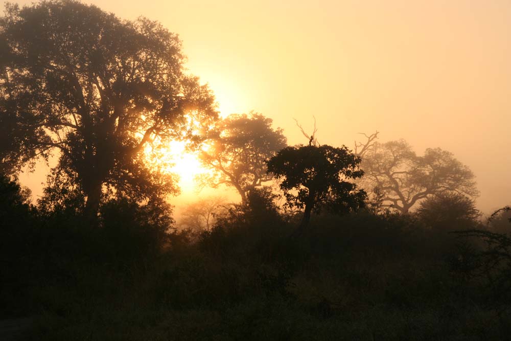 01bush Sunrise 01bush Sunrise