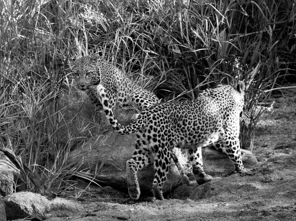 05Grant Rodewijk Lbc And Cub 4 05Grant Rodewijk Lbc And Cub 4